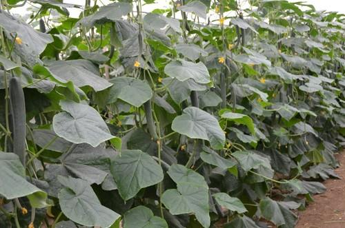 Cultivo de Invictus.
