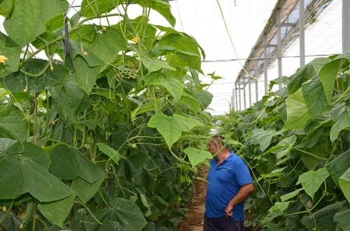 La variedad es una garantía  de calidad y productividad.