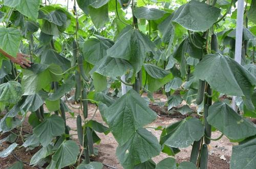 Cultivo de Invictus.