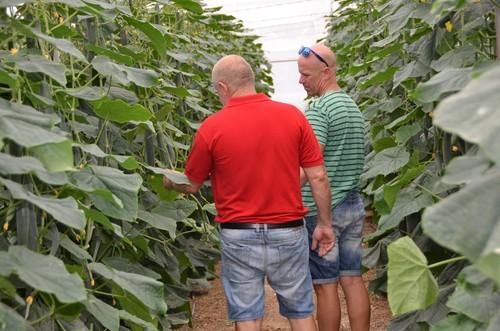 Agricultores observando la variedad Invictus.