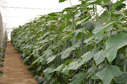 Cultivo de Invitus e una finca del término municipal ejidense.