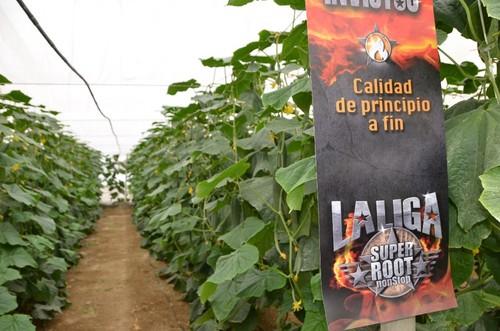 Cultivo de Invictus, el pepino de Seminis para el segmento extratemprano y temprano.