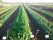 Cultivos de hoja en la finca 'La Marina', de Rijk Zwaan.