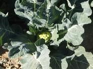 Coliflor Romanesco Baby.