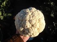Colifor blanca.