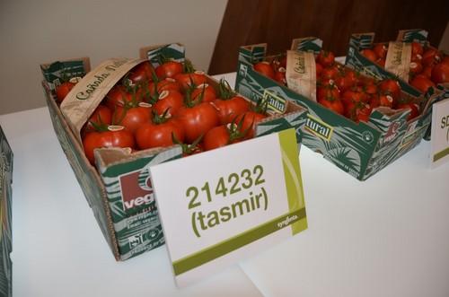 Una de las novedades de Syngenta en tomate.