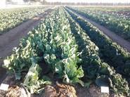 Campos de experimentación de Rijk Zwaan en Cartagena, donde se celebran las Jornadas Internacionales de cultivos de invierno al aire libre.