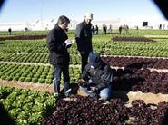 Expertos examinando las cualidades de los vegetales.