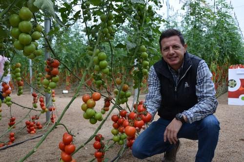 Manuel Hernández, especialista de cultivo de tomate de Rijk Zwaan