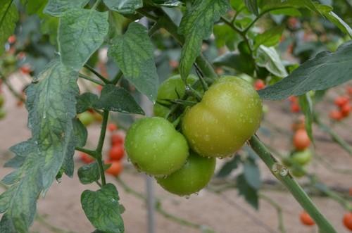 Tomates de gran calidad