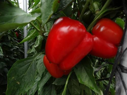 Pimiento Amparo de HM CLAUSE.