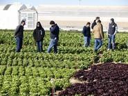 Los visitante en una selva de lechugas, escarolas, brocolis, espinacas y otros vegetales.