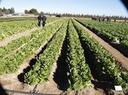 Panorámicas muy verdes.