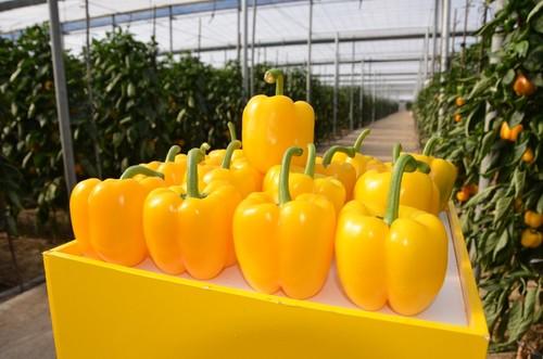 Deseo, el pimiento para siembras medias.