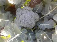Brócoli.