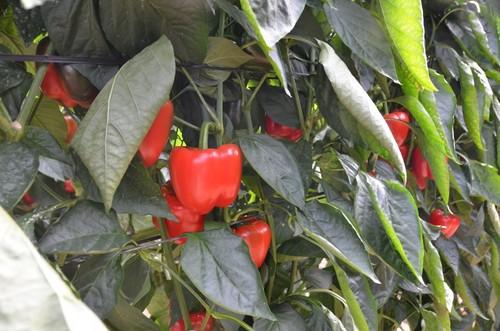 Amavisca, Asun, Abraham y Katión fueron los pimientos en rojo que se han visto en las jornadas.