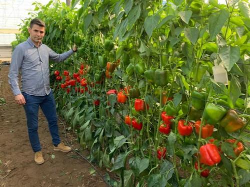 Diego Pérez, técnico de desarrollo y comercial de Ramiro Arnedo, con un cultivo de Ercina F1.
