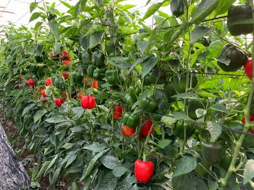 Cultivo de la variedad de pimiento California rojo de Ramiro Arnedo, Sariñena F1.