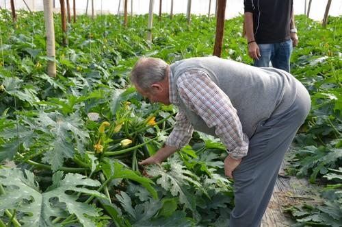 La hoja de esta variedad es observada por este experimentado agricultor