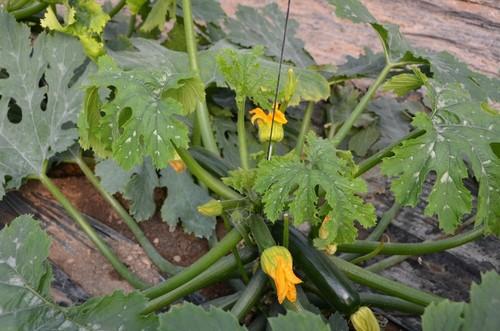Frutos de color oscuro y, lo más importante, mantienen el brillo todo el ciclo