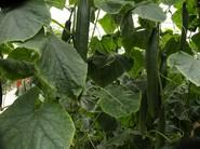 Plantas verdes y sanas.