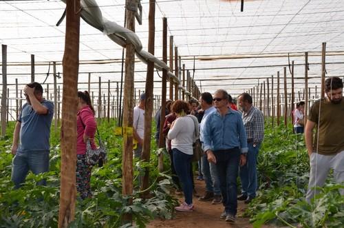 Los agricultores se han mostrado más que satisfechos con esta nueva variedad de calabacín de HM Clause