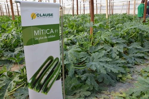 La tercera finca era de cultivo convencional trasplantado el 28 de septiembre