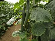 Plantas sanas con frutos de calidad y buen calibre.