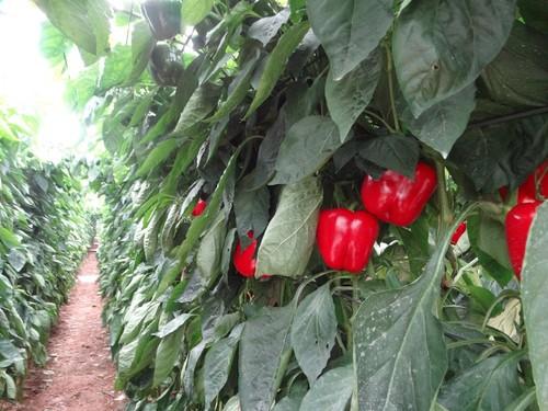 Una finca con la variedad Abraham.