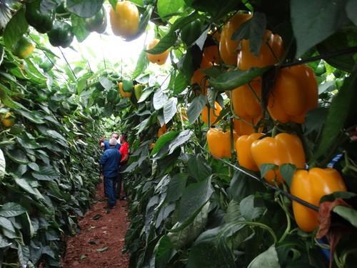 Bastión tiene un cuaje espectacular y los agricultores lo comprobaron.