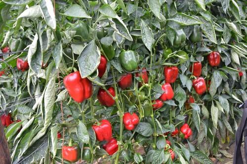 Ochoymedio deslumbró a los agricultores asistentes a las jornadas