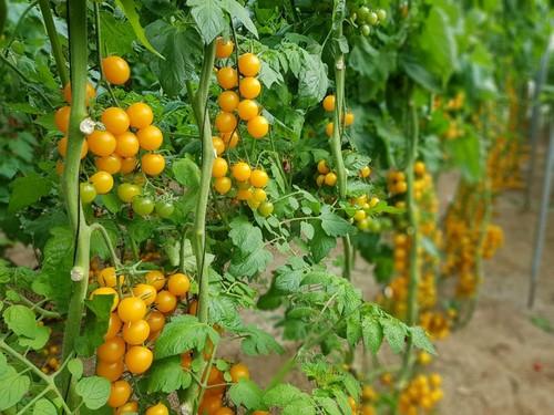 SV0948TS, tomate cherry amarillo que también tiene su hueco en el catálogo de Seminis