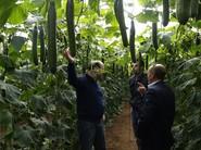 A los agricultores le gusta la producción de invierno de Kantaka.