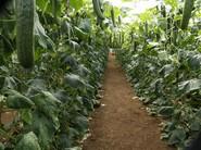 Alta producción en todas las fases del cultivo.