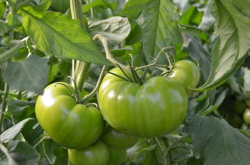 Tomate gordo de excelente sabor