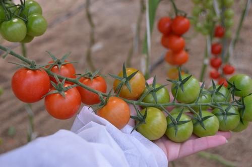 El cherry rama, un producto importante dentro de ISI Sementi