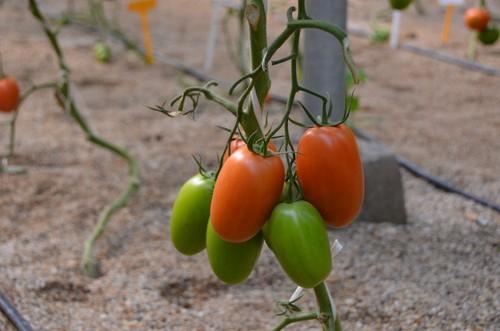Tomate pera de excelente calidad