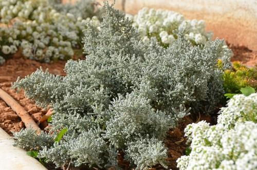 Plantas para crear refugios naturales.