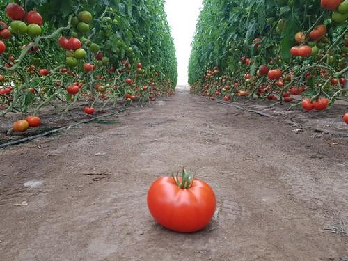 El tomate beef Kabrera.