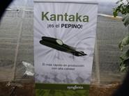 Kantaka, la estrella de Syngenta.