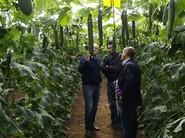 La mayor parte de las piezas son de calibre comercial de primera.