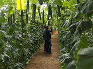Las agricultoras también se interesan por las variedades de Syngenta.
