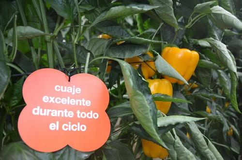 Nagai tiene excelente conservación en planta y extraordinaria uniformidad en forma y calibre.