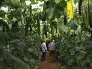 Los agricultores se pierden entre los líneos de pepino viendo sus excelencias.