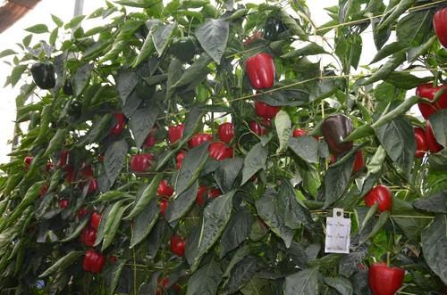 Kabuki es una planta muy productiva.