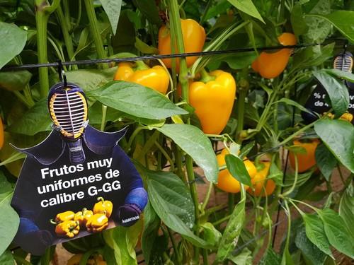 Kaamos es una variedad para plantaciones a partir del 25 de julio.
