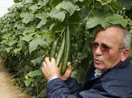 Los técnicos de Syngenta mostrando las cualidades de este pepino
