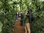 Muchos agricultores y muchos pepinos.