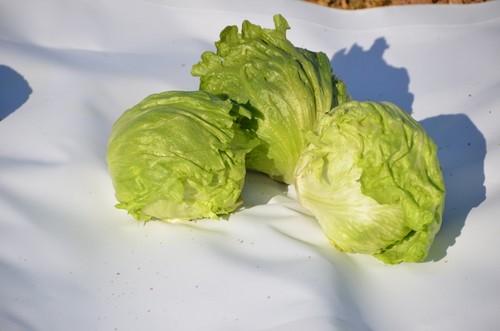 Distintas variedades de lechuga Iceberg