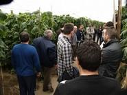 Presentando la variedad.